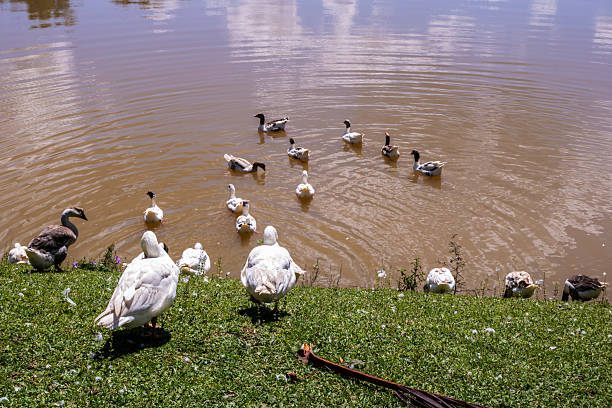 Duck family by the lake