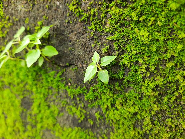 Green mossy wall surface is split by a deep crack, from which three small, resilient green Ficus religiosa plants sprout. Image captures nature's persistence. bodhi, pippala, peepul or ashwattha tree.