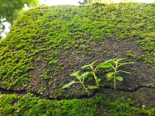 Green mossy wall surface is split by a deep crack, from which three small, resilient green Ficus religiosa plants sprout. Image captures nature's persistence. bodhi, pippala, peepul or ashwattha tree.