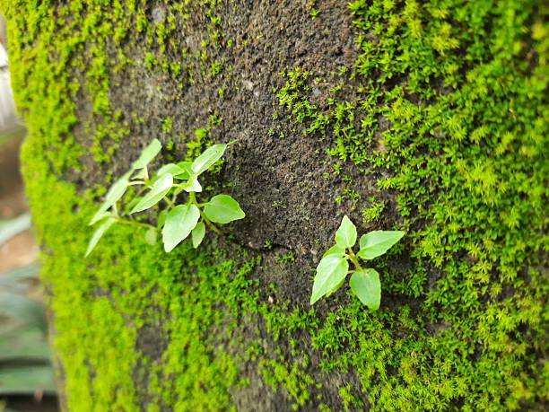 Green mossy wall surface is split by a deep crack, from which three small, resilient green Ficus religiosa plants sprout. Image captures nature's persistence. bodhi, pippala, peepul or ashwattha tree.