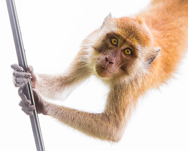 istock Close-Up of Monkey Holding Pole on White Background 2232956340