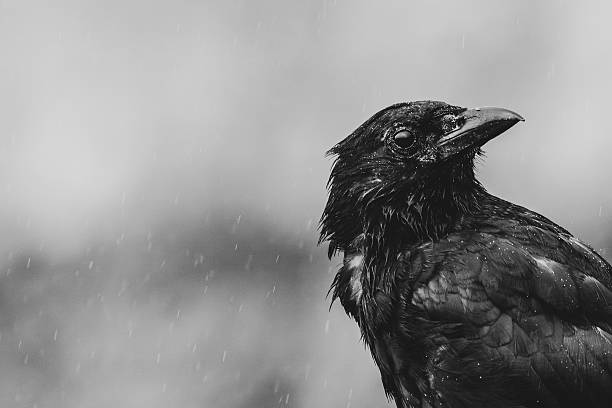 Crow in the Rain – Black and White Close-Up
