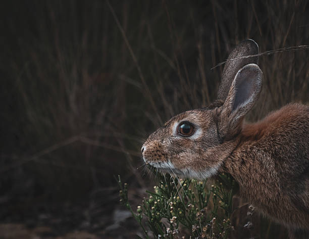 juvenile common brown rabbit feeding from the ground
