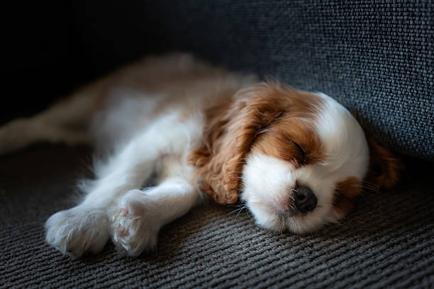 A cozy indoor scene featuring a dog with white fur and brown patches resting on a dark grey couch. The dog’s face is softly blurred, drawing attention to its relaxed posture and visible paws. This image captures a peaceful moment of domestic life, ideal for themes of pet companionship, home comfort, and everyday serenity.