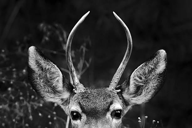 istock Monochrome Majesty: Deer Portrait with Antlers 2232956825