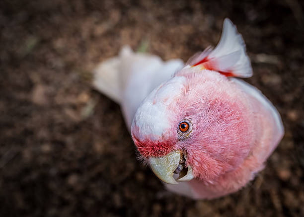A detailed close-up of a pink and white Galah (Eolophus roseicapilla), also known as the rose-breasted cockatoo, standing on earthy ground. The parrot’s head is tilted slightly, showcasing its expressive orange eye and partially open beak. The soft texture of its feathers contrasts beautifully with the rough natural surface, making this a compelling wildlife portrait ideal for nature, birdwatching, and Australian fauna themes.