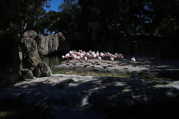 Red bird and andean Flamingo, tropical freshwater bird with long neck – Pantanal, Brazil