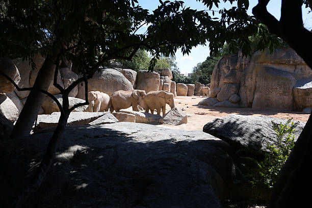 istock Elephants in an European open environment zoo. 2232957687