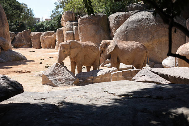 Elephants in an European open environment zoo
