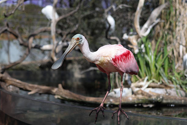 Roseate Spoonbill (Platalea ajaja) bird on a sunny day