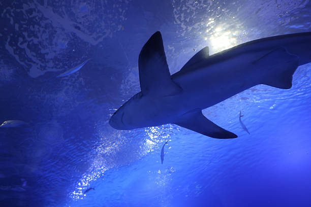 istock Shark inside a tank in an European aquarium. 2232957702
