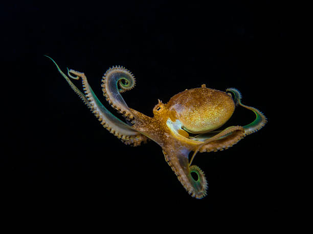 istock Octopus from the Mediterranean Sea 2232958803