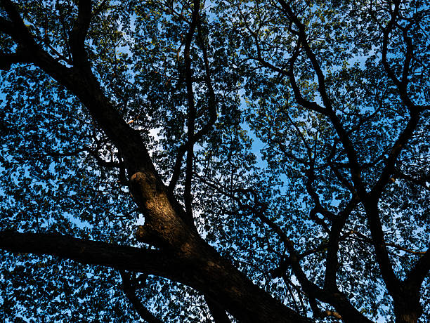 Trees, branches, spring