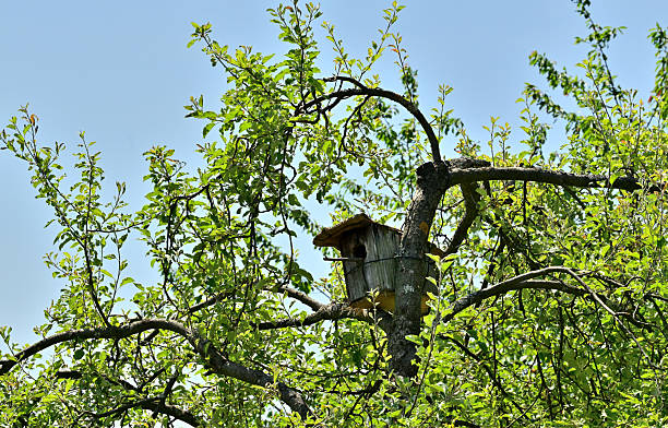 A cheerful moment of a young father and his daughter bonding while feeding birds by a wooden birdhouse in a lush park setting. Emphasizes parenting, nature, and the value of positive relationships.