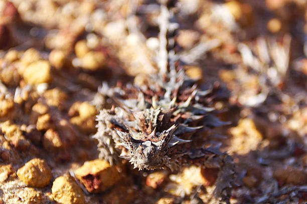 a chameleon survives on the desert floor in southern Africa