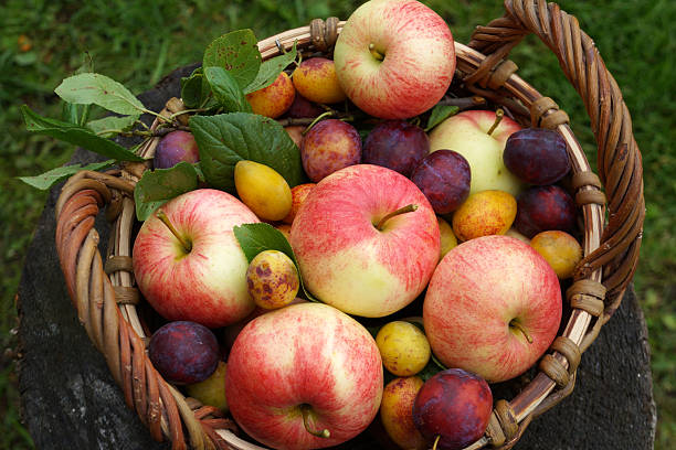 Wicker basket sits on a tree stump, brimming with a colorful mix of ripe apples and plums, fresh from the orchard