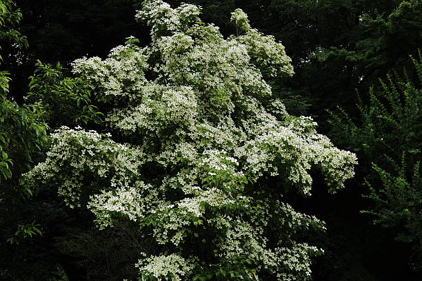 Flowering dogwood trees in full bloom on a light rainy day