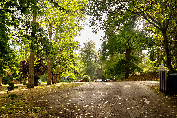 Autumn park alley with tall trees leading towards a parking area with visible cars. High quality photo