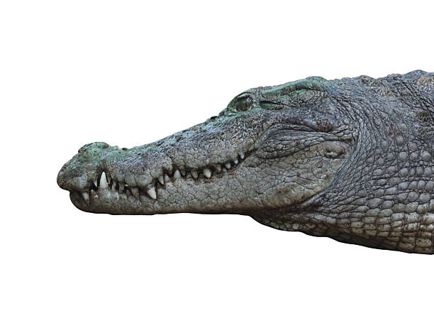 Freshwater crocodile