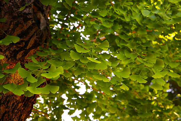 Green leaves of ginkgo tree