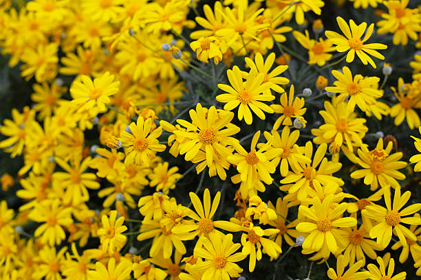 istock African Bush Daisy or Yellow Daisy 2232966837