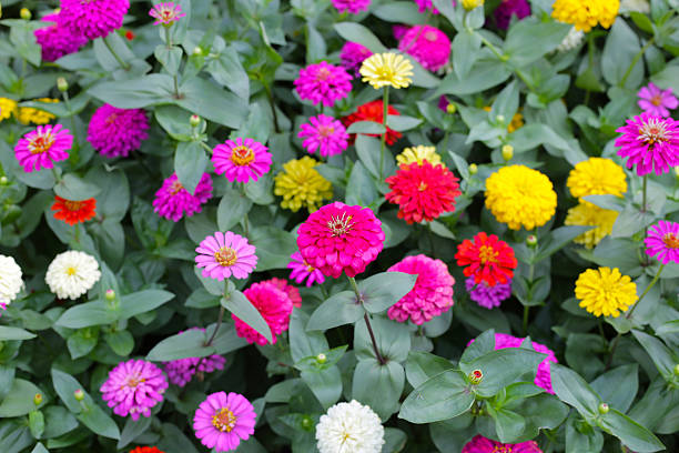 istock Colorful zinnias in full bloom 2232967310