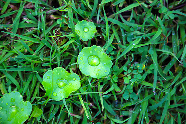 Fresh gotu kola leaves with dew drops on grass