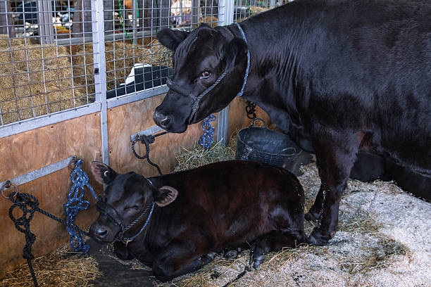 istock Black cow standing beside resting calf inside livestock pen both haltered hay bedding and supplies visible 2232968125