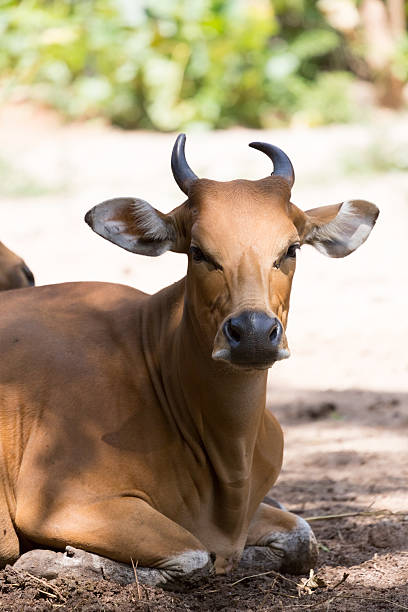 istock The female banteng (Bos javanicus), also known as tembadau 2232968283