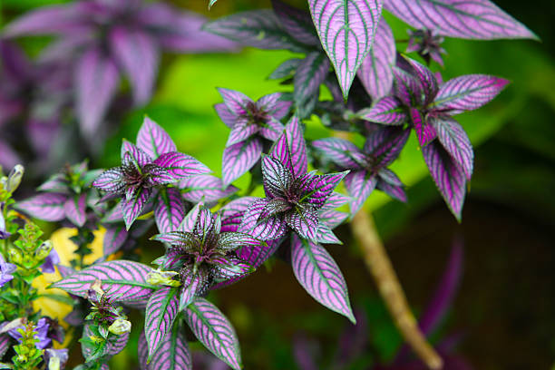 Close-up of Persian shield plant