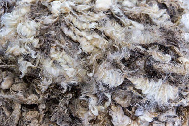 istock Curly textured Corriedale fleece with cream and light brown blend moderate crimp soft crossbred wool 2232969260