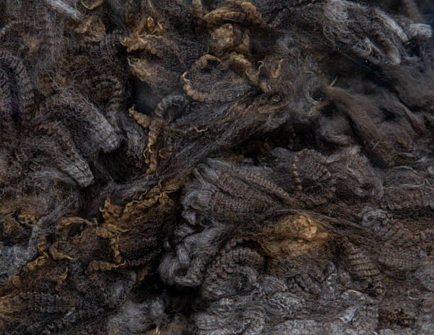istock Fine Merino fleece in dark tones uniform curl structure dense texture natural crimp for luxury textile 2232969312