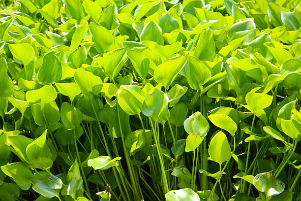 Dense cluster of water hyacinth plants floating on the water surface.