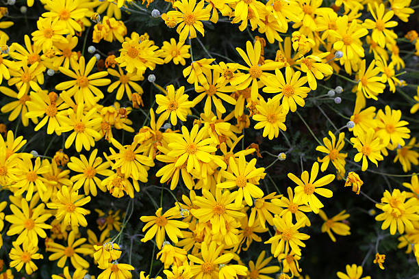 istock African Bush Daisy or Yellow Daisy 2232971025