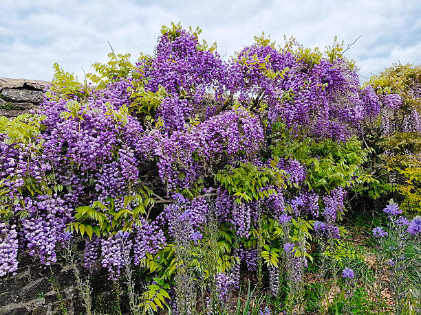 Wisteria a spring summer flowering shrub tree plant with a purple summertime flower, gardening stock photo image