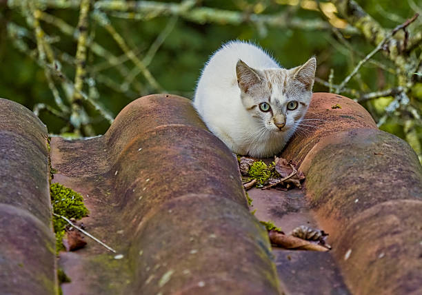 Tabby cat on the roof of a Japanese house