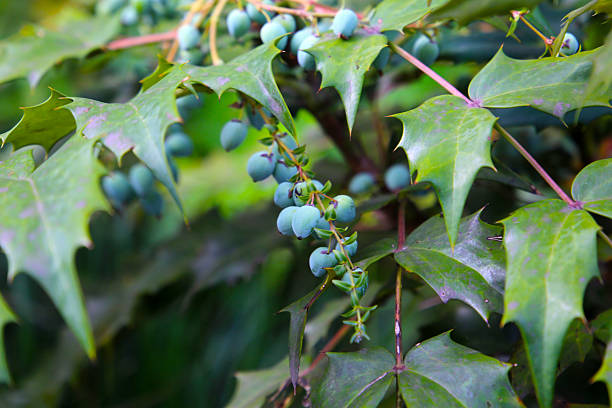 Japanese Mahonia (Berberis japonica) with fruits