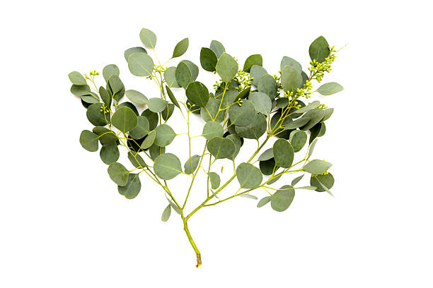 istock Eucalyptus leaves on white background. Green leaf branches. 2232973832