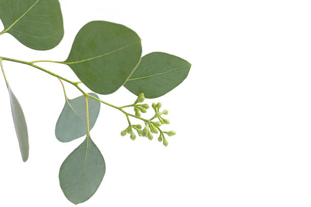 istock Eucalyptus leaves on white background. Green leaf branches. 2232976166