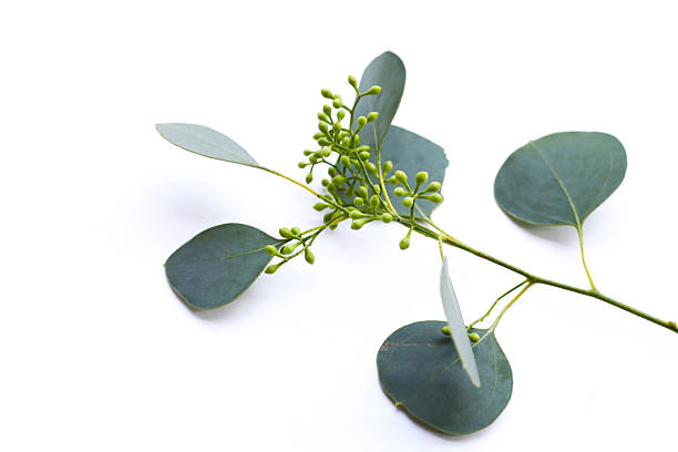 istock Eucalyptus leaves on white background. Green leaf branches. 2232976324