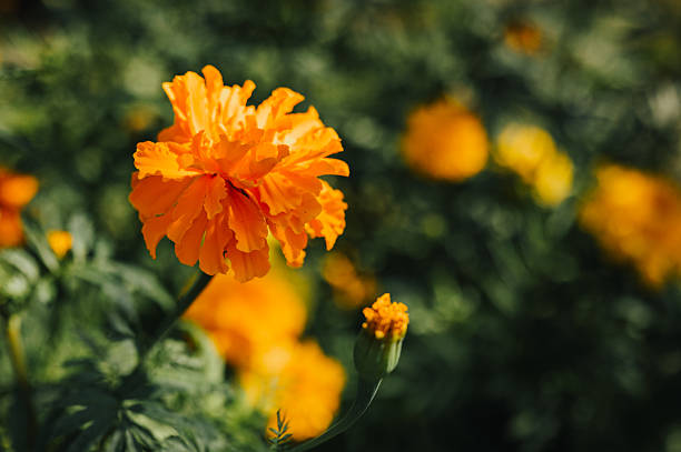 Merigold flowers is blooming in the park.