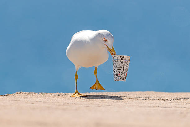 seagull looking for food in a paper cup in benidorm town in spain