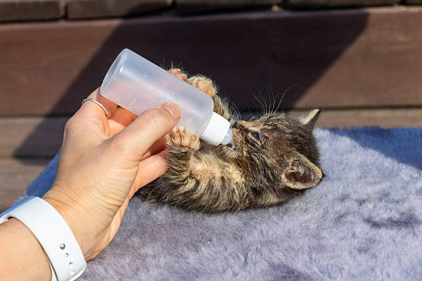 istock Feeding a kitten with a bottle. Fragile life held in human hands as newborn kitten drinks from bottle evoking themes of trust vulnerability and the quiet power of compassion. 2232980370