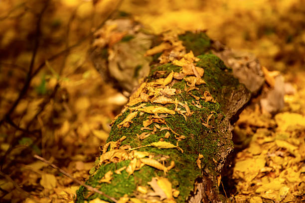 Autumn tree trunk with moss and leaves in the forest. Seasonal fall background, beautiful landscape
