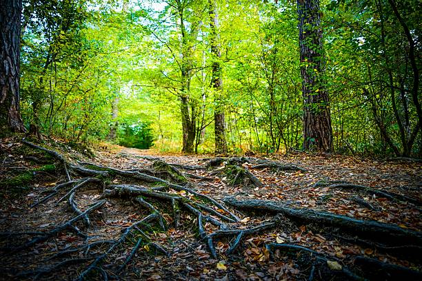 view of Wahner Heide nature reserve in Troisdorf, Germany. Peaceful summer Germany, Troisdorf. Forest scenery with soft light and natural vegetation, no people visible.