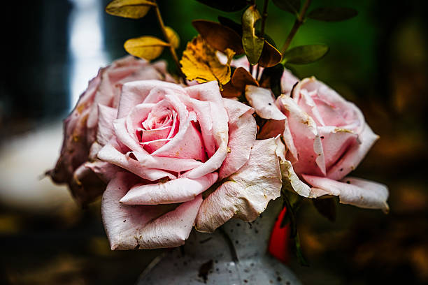 Fresh roses arranged in a vase placed on a grave at a cemetery. Symbol of love, memory, and mourning