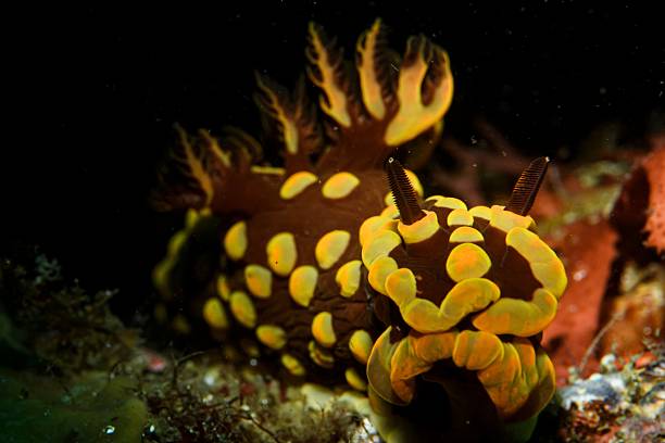 istock Nudibranch with yellow spots and brown patterns. 2232981053