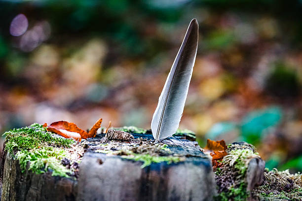 February 17, 2024: Feather with rain droplets on the forest floor