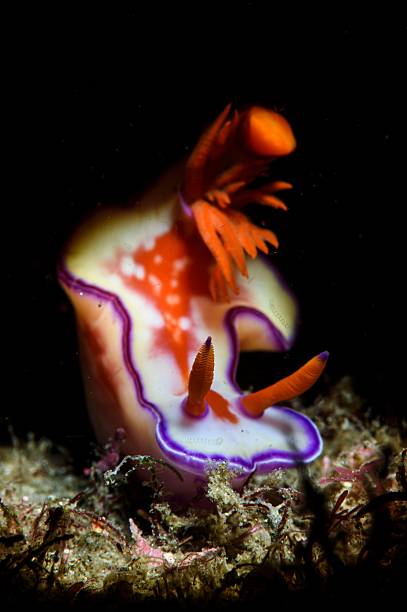 istock Nudibranch featuring vibrant orange gills. 2232981078