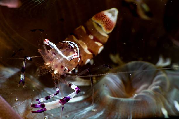 istock Tiny shrimp clings to anemone tentacles. 2232981108